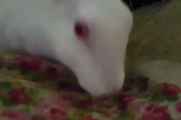 🐰🐰 Playing with my pet bunny 🐰🐰