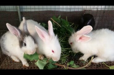 Rabbit, Rabbit Eating, Funny and Cute Baby Bunny Rabbit Videos, Baby Animal Video Compilation 2020
