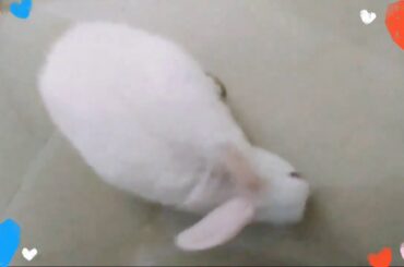 Cute Bunny