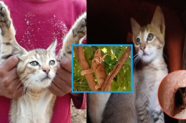 Baby Cats_Cute and Funny Baby Cat Video compilation