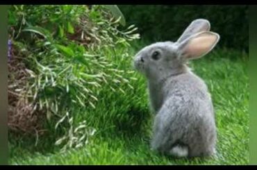 Cute Bunny Rabbits....