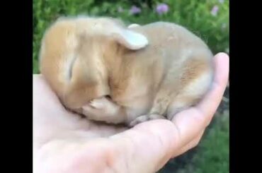 How cute is this tiny little baby bunny 😌