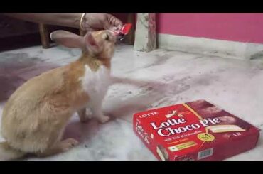 ANGRY BUNNY .....CUTE BUNNY