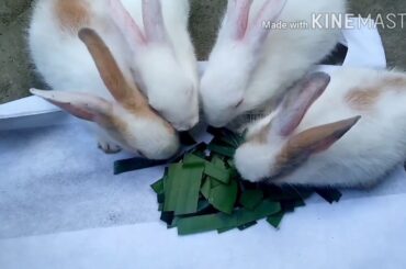 Rabbit babbies eating leaves