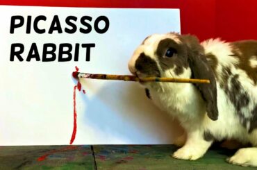 Picasso Rabbit paints a masterpiece (new)