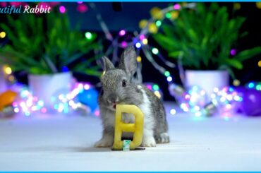 Lovely Baby Rabbit Pepe Eating Apple ASME Very Delicious Letter B