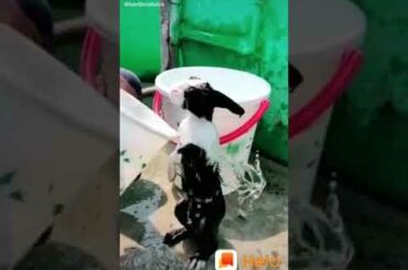 Cute rabbit in bathing /deva gaming