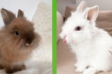 Adorable Bunnies Doing Funny Things! Super Cute Bunny Rabbits!