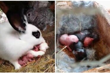 🐇Rabbit Gave Birth To 10 Little Babies - Cute Baby Animals