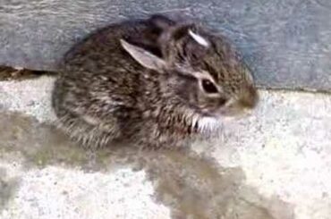 cute little baby bunny rabbit