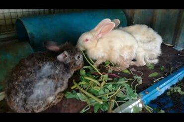 Rabbit, Rabbit Eating, Funny and Cute Baby Bunny Rabbit Videos, Baby Animal Video Compilation 2020