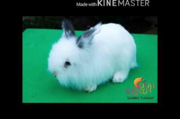 cute cute bunny