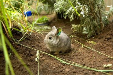 Saving the Columbia Basin pygmy rabbit