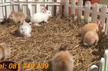cute bunny crazy