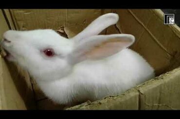 Bad rabbit destroying carton box 😅😂😂