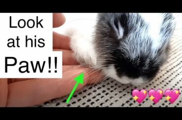 Sleepy Bunny Louie #bunny #rabbit #cutebunny #cuterabbit