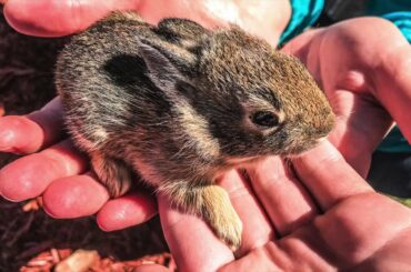 Newborn Baby Rabbits (1080p60FPS)