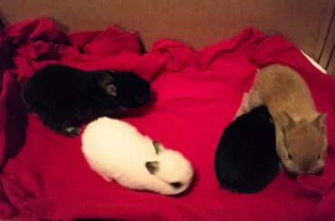 Netherland Dwarf Baby Rabbits 2 weeks old