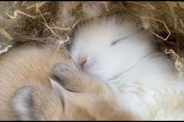 Super Cute! Lionhead & Netherland Dwarf 12 Day Old Baby Rabbits