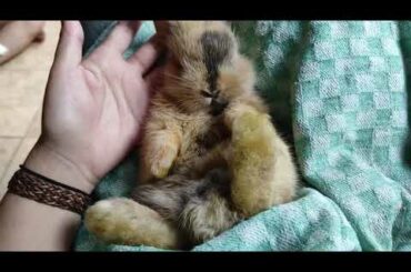 Cute Bunny | Hallo My Name is Bayi