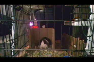 Our rabbit Plang plang had 2 babies