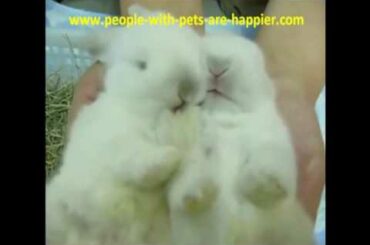 Two Cute  Bunnies  Licking Each Other