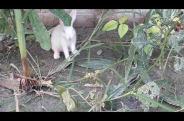 Cute rabbit playing in the garden