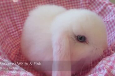 Baby Bunny 🐰 So Cute