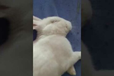 Cute rabbit dreaming