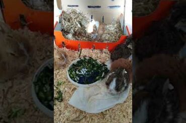 My adorable baby bunnies  🐰 😍  🐰