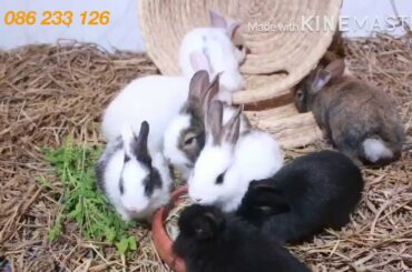 cute bunny