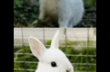 Cute rabbit photos