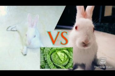 Cute Baby Rabbits Fighting and Eating Cabbage