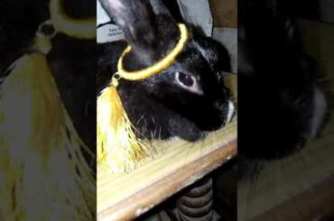 Cute rabbit 🐇🐇🐇