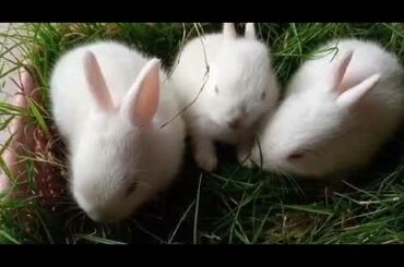 Cute rabbit Bunny🐰🐰🐰🐰🐰🐰