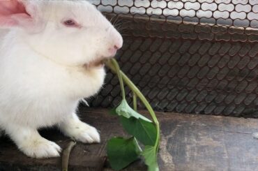 Cute rabbit eating morning glory - rabbits eating asmr morning glory | bunny eating morning glory