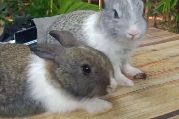 Rabbit-Bunny Cute