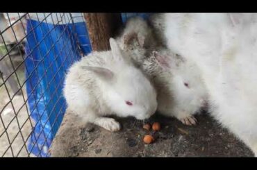 Cute baby rabbit's🐇