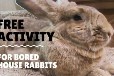 Free Bunny Activity for Bored House Rabbits