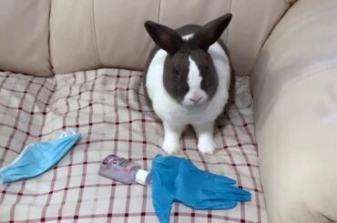 Professional bunny tips to get through COVID-19