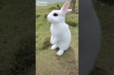 Cute bunny