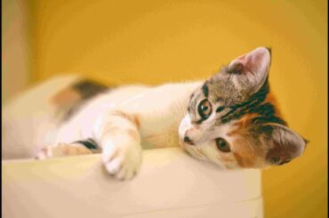 cute animal bookmarks