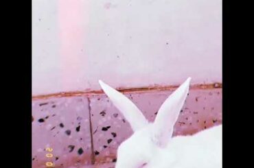 My cute rabbit short video