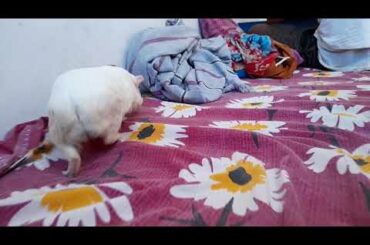 # cute rabbit