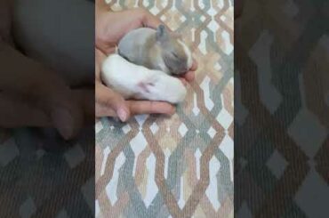 Cute rabbits (snowy and bun)