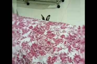Cute and funny video of bunny .