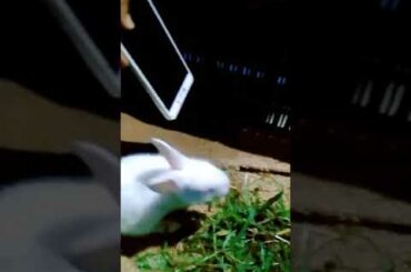 Cute rabbit tik tok video