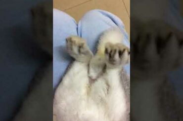 抖音？抖兔！haha so cute my lovely bunny rabbit baby boy