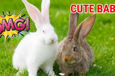Funny and Cute Baby Bunny Rabbit Videos ! Part-42 ! Animals World