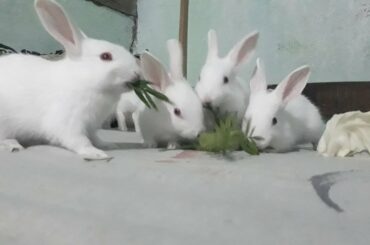 Cute Bunnies on the play.. Wednesday fun with them..